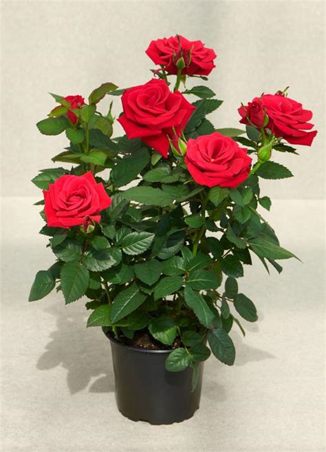 cactus con flores rojas